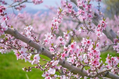 桃花 風水|桃花水法と桃花位の出し方や桃花風水の花と花瓶の選。